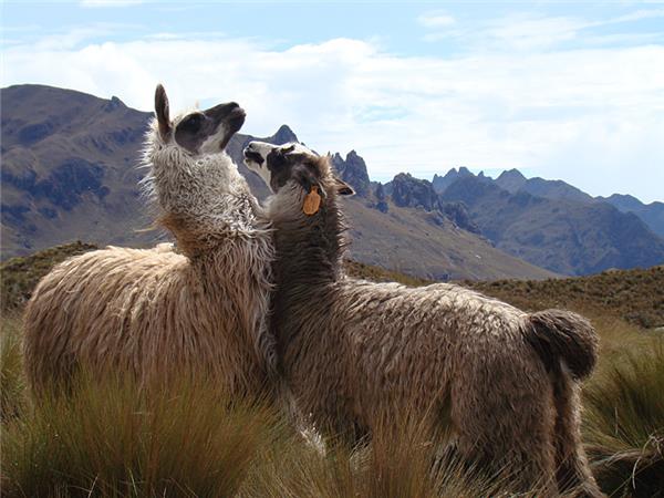 Ecuador holidays, Andes to Amazon
