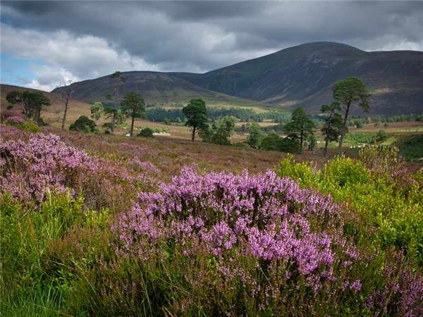 Cairngorms & Royal Deeside walking holiday, Scotland