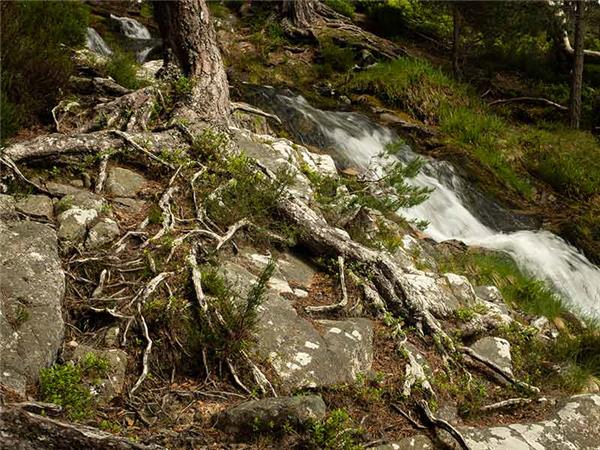Cairngorms & Royal Deeside walking holiday, Scotland