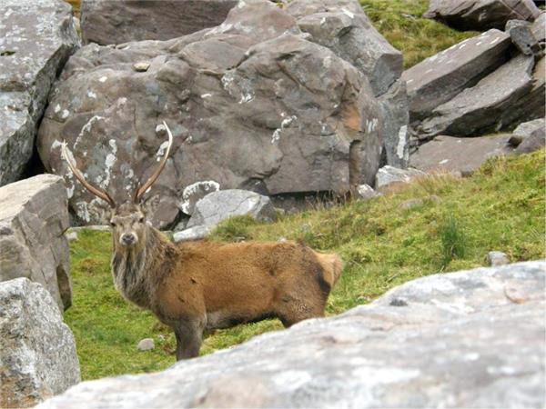 Cairngorms & Royal Deeside walking holiday, Scotland