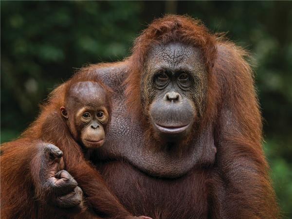 Sarawak wildlife & beach holiday