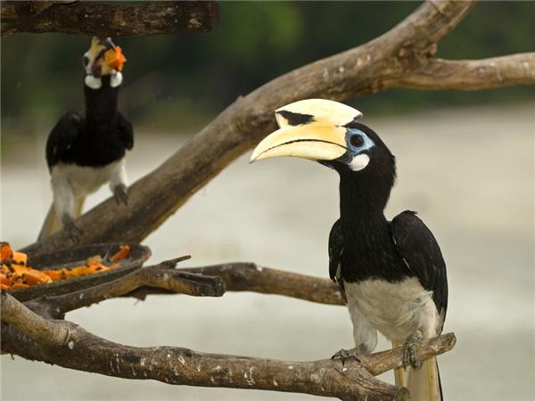 Sarawak wildlife & beach holiday