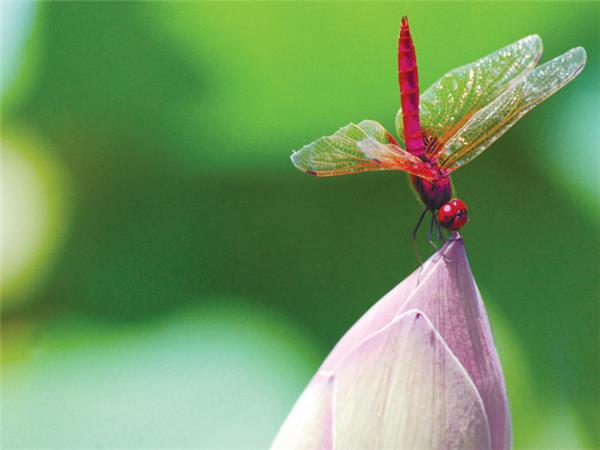 Borneo highlights tour, small group