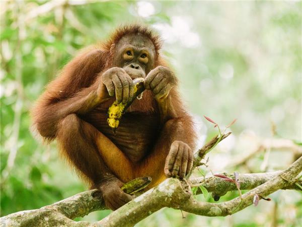 Borneo highlights tour, small group