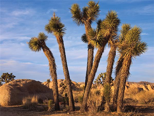 California, Nevada and Arizona holiday