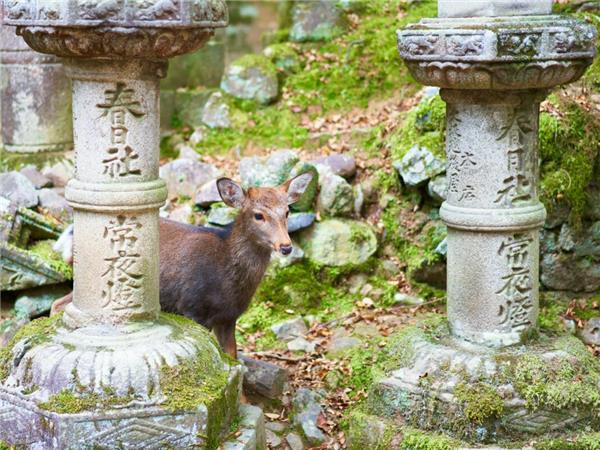 Japan holiday, ancient and modern