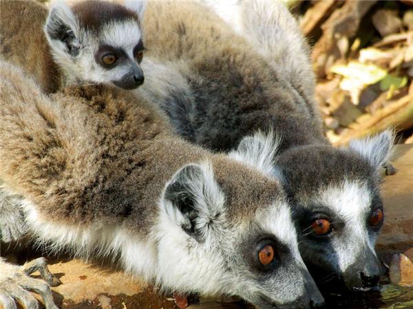Madagascar wilderness trekking holiday