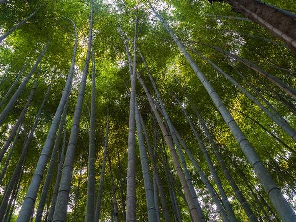 Walking tours to Japan
