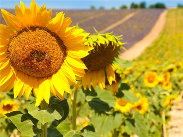 Provence cycling holiday in France