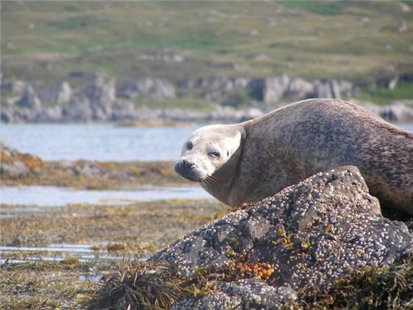 Outer Hebrides and St Kilda wildlife tour, Scotland