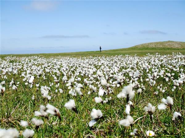 Outer Hebrides and St Kilda wildlife tour, Scotland