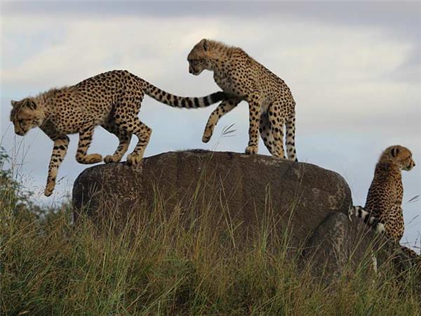 Walking safari in South Africa