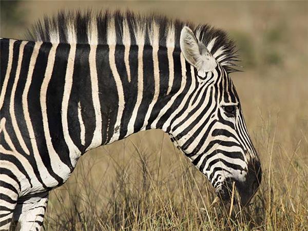 Walking safari in South Africa