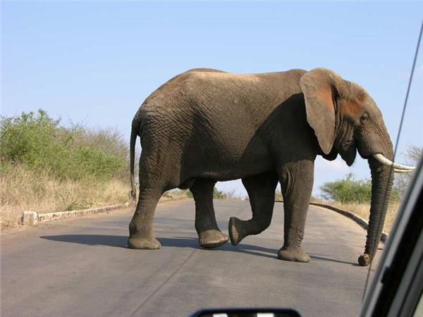 Walking safari in South Africa