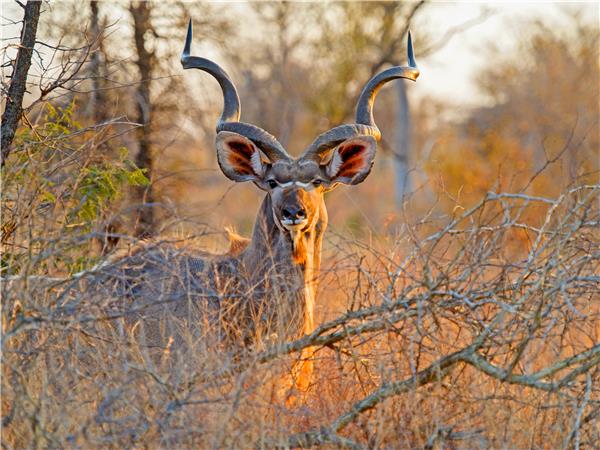 Walking safari in South Africa