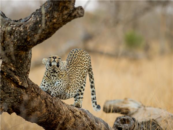 Walking safari in South Africa