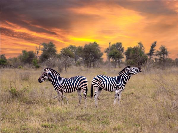 Walking safari in South Africa