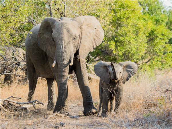 Walking safari in South Africa
