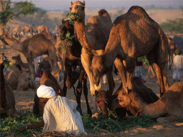 Rajasthan cycling holiday