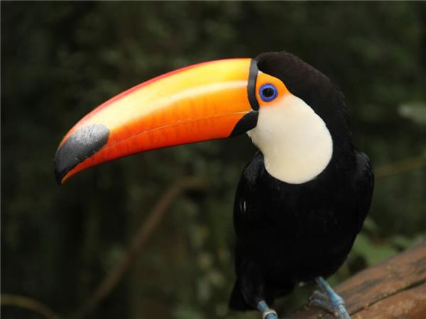 Buenos Aires to Rio via Iguazu Falls holiday