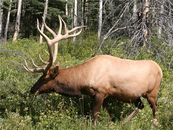 Canadian Rockies activity holiday