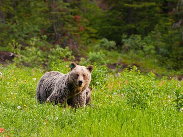 Canadian Rockies activity holiday