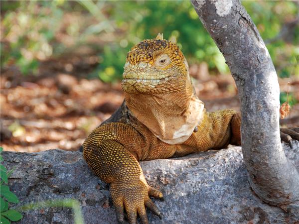 Galapagos land based adventure holiday