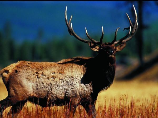 Yellowstone and Grand Teton wildlife holiday