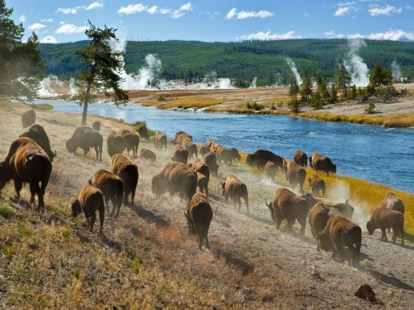 Yellowstone and Grand Teton wildlife holiday
