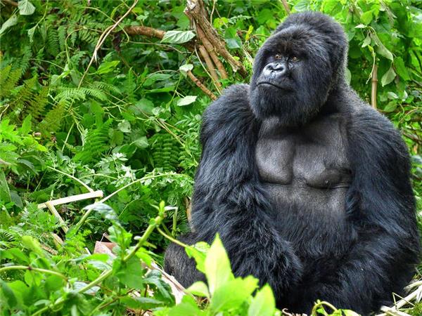 Uganda and Rwanda Gorilla holiday