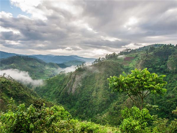 Uganda and Rwanda Gorilla holiday