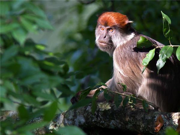 Uganda and Rwanda Gorilla holiday