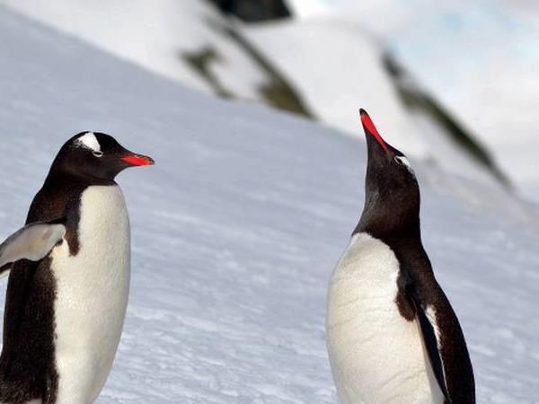 Antarctic Peninsula holiday