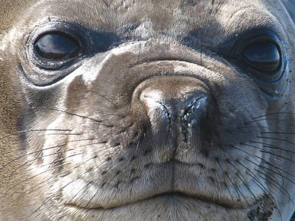 Antarctic Peninsula holiday