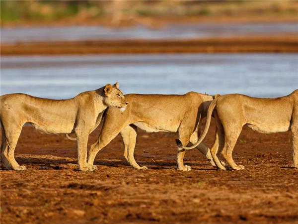 Highlights of Kenya small group holiday