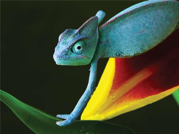 Madagascar holidays, The lost continent