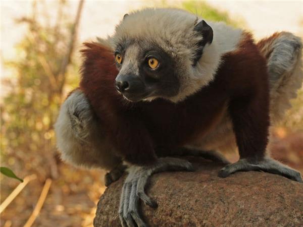 Madagascar holidays, The lost continent