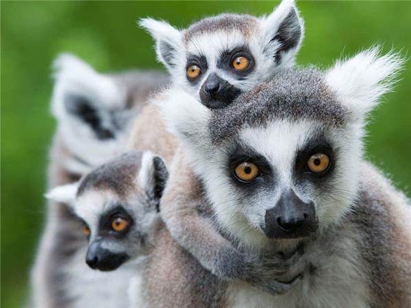 Madagascar holidays, The lost continent