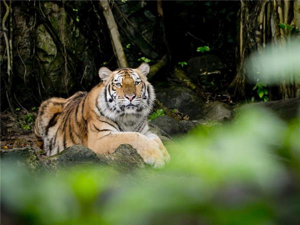 North East India, Bhutan and Nepal tour