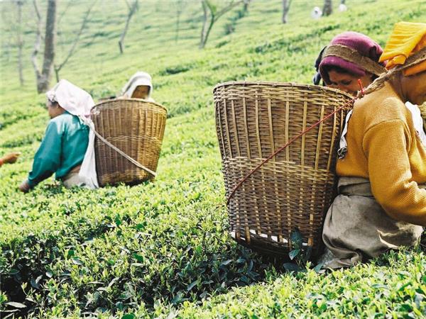 North East India, Bhutan and Nepal tour