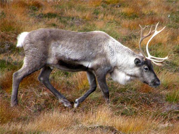 Scottish Highlands wildlife holiday
