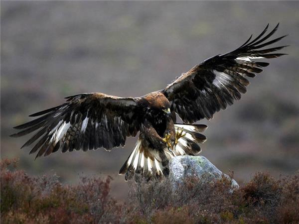 Scottish Highlands wildlife holiday