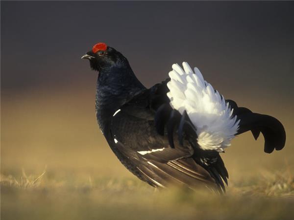 Scottish Highlands wildlife holiday