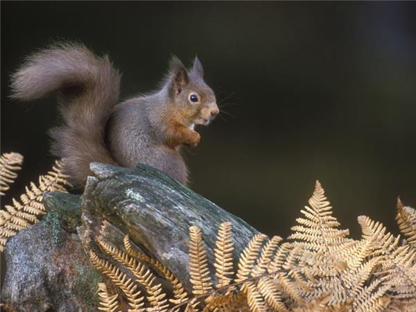 Scottish Highlands wildlife holiday