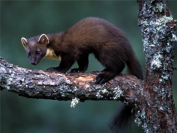 Scottish Highlands wildlife holiday