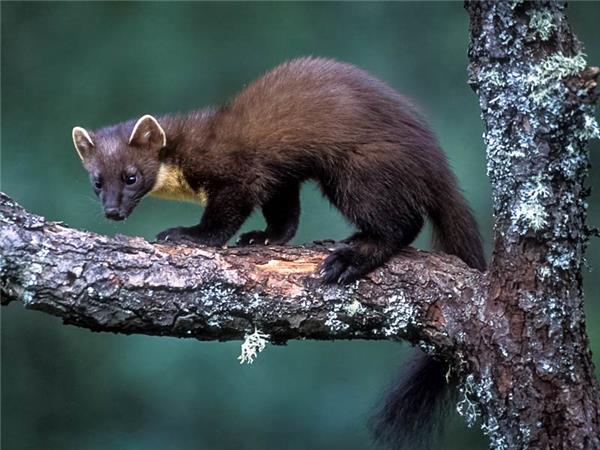Scottish Highlands wildlife holiday 