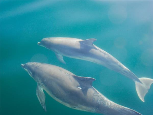 Scottish Highlands wildlife holiday 