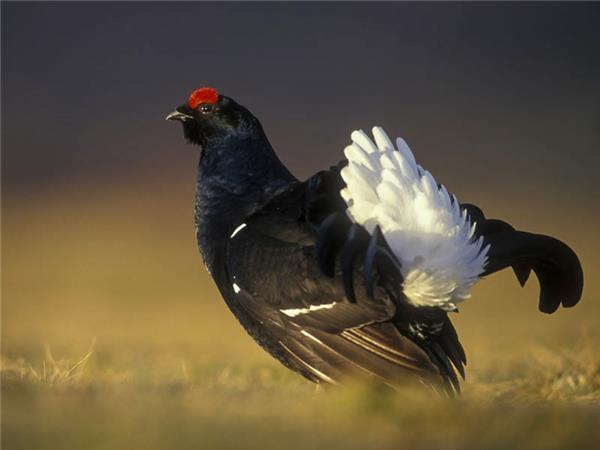 Scottish Highlands wildlife holiday 