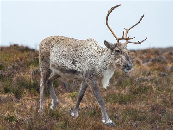 Scottish Highlands wildlife holiday 