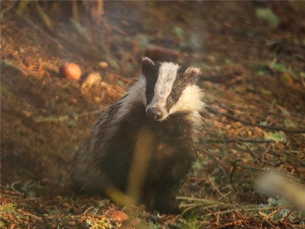 Scottish Highlands wildlife holiday 